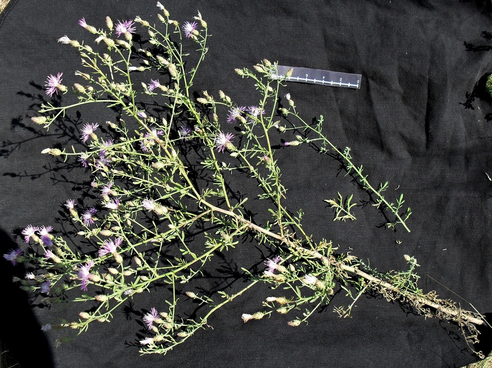 Image of Centaurea diffusa specimen.