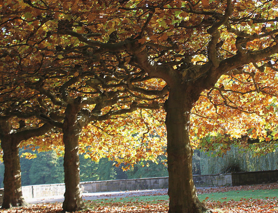 Image of Platanus &times; acerifolia specimen.
