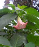 Brugmansia suaveolens