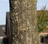 Fraxinus oxycarpa. Часть ствола молодого дерева. Германия, г. Кемпен, в озеленении улицы у детской площадки. 19.10.2012.