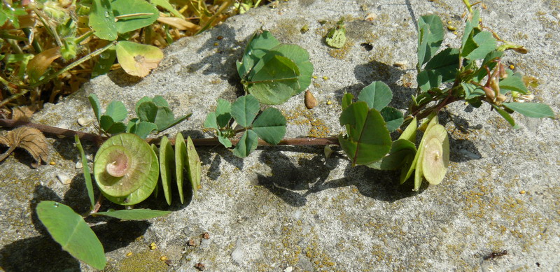 Изображение особи Medicago orbicularis.