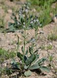 Anchusa strigosa. Цветущее растение. Israel, Golan Heights. 25.02.2012.