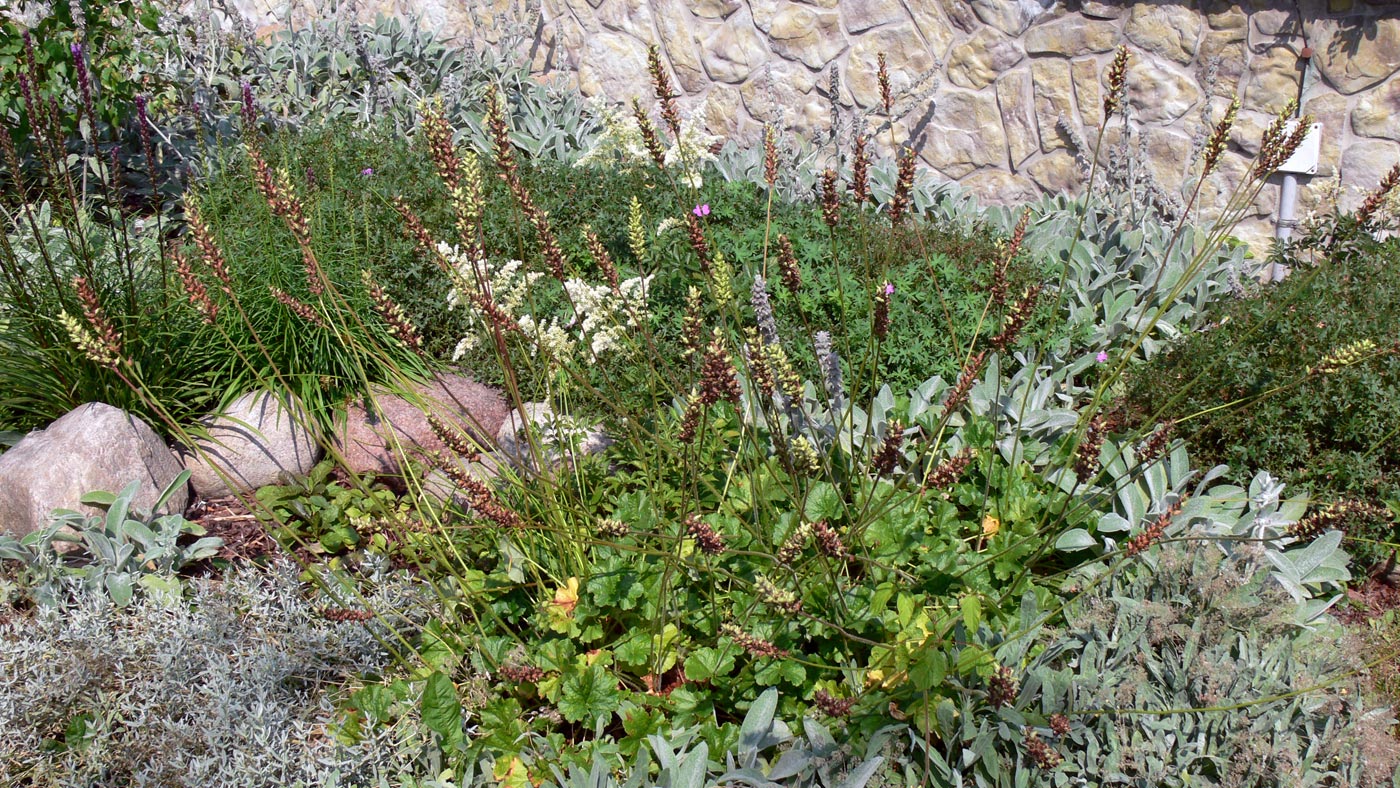 Изображение особи Heuchera cylindrica.