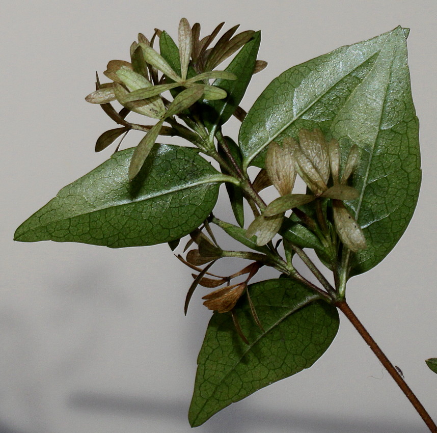 Изображение особи Abelia &times; grandiflora.