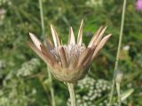 Xeranthemum annuum