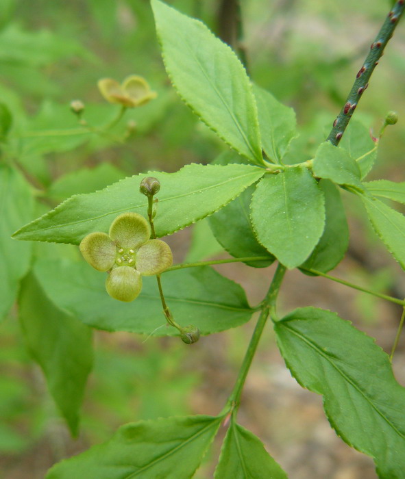 Изображение особи Euonymus verrucosus.