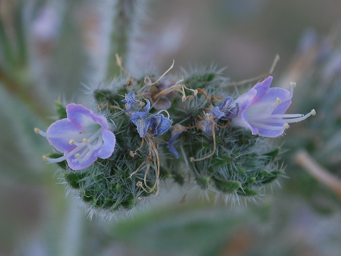 Изображение особи Echium biebersteinii.