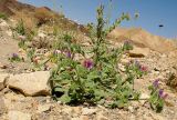 Echium rauwolfii. Цветущее растение. Израиль, Эйлатские горы, нахаль Цфахот. 07.03.2013.