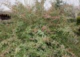 Berberis soulieana. Верхняя часть взрослого растения. Германия, г. Кемпен, у автостоянки. 28.03.2013.