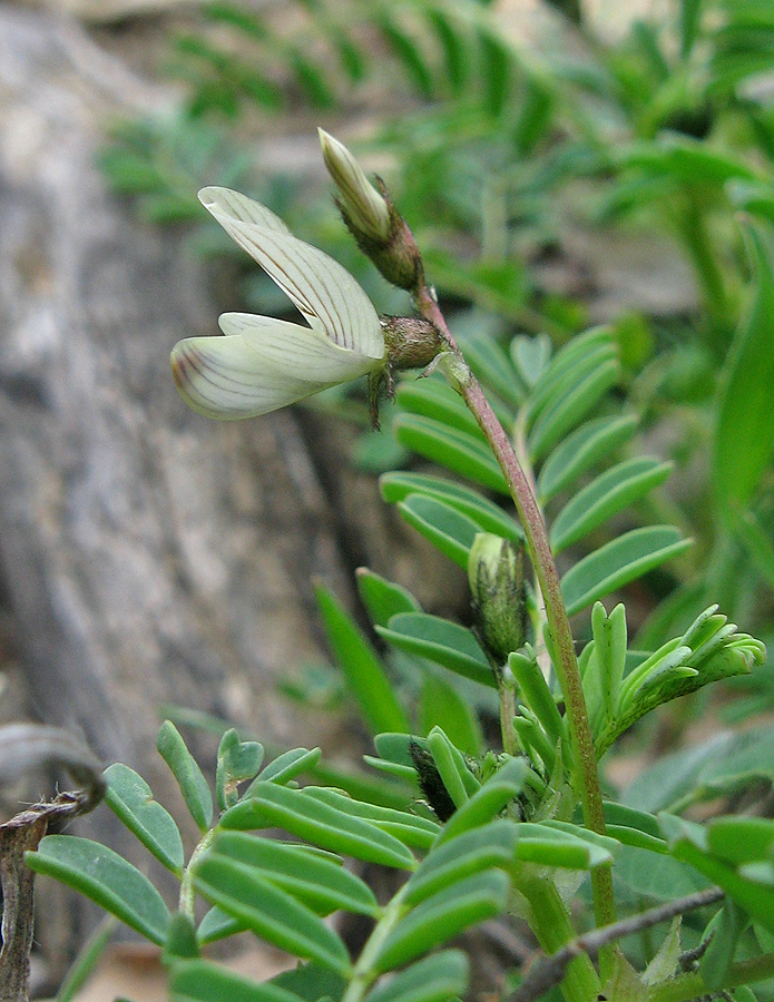 Изображение особи Astragalus guttatus.