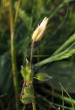 Cerastium semidecandrum