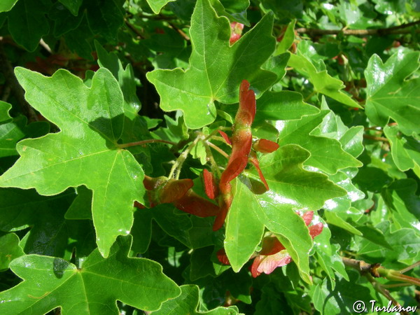 Image of Acer campestre specimen.