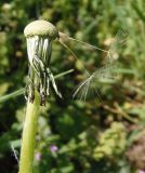 род Taraxacum. Ложе корзинки с остатками семянок. Украина, г. Запорожье, Правый берег, ул. Сковороды. 01.05.2013.