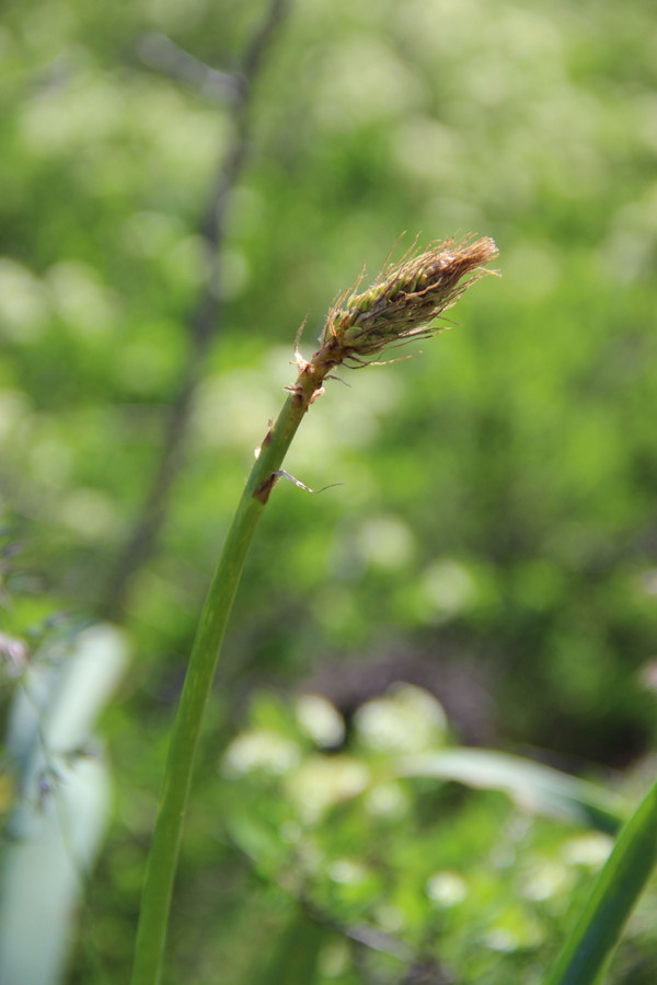 Image of Eremurus thiodanthus specimen.