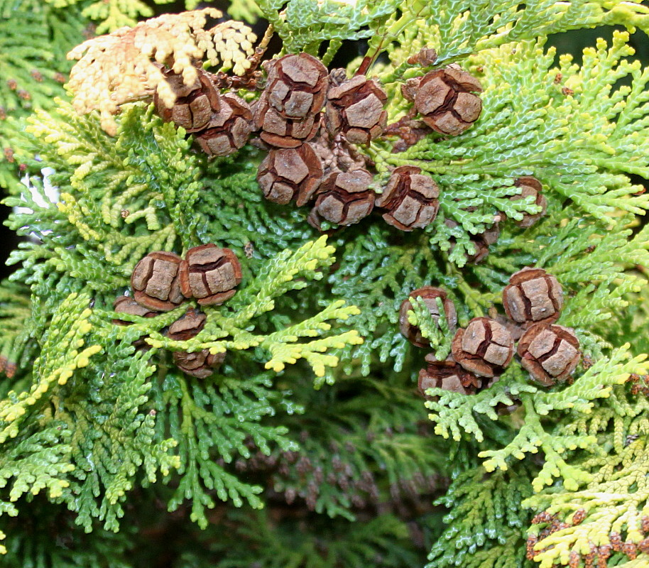 Image of Chamaecyparis lawsoniana specimen.