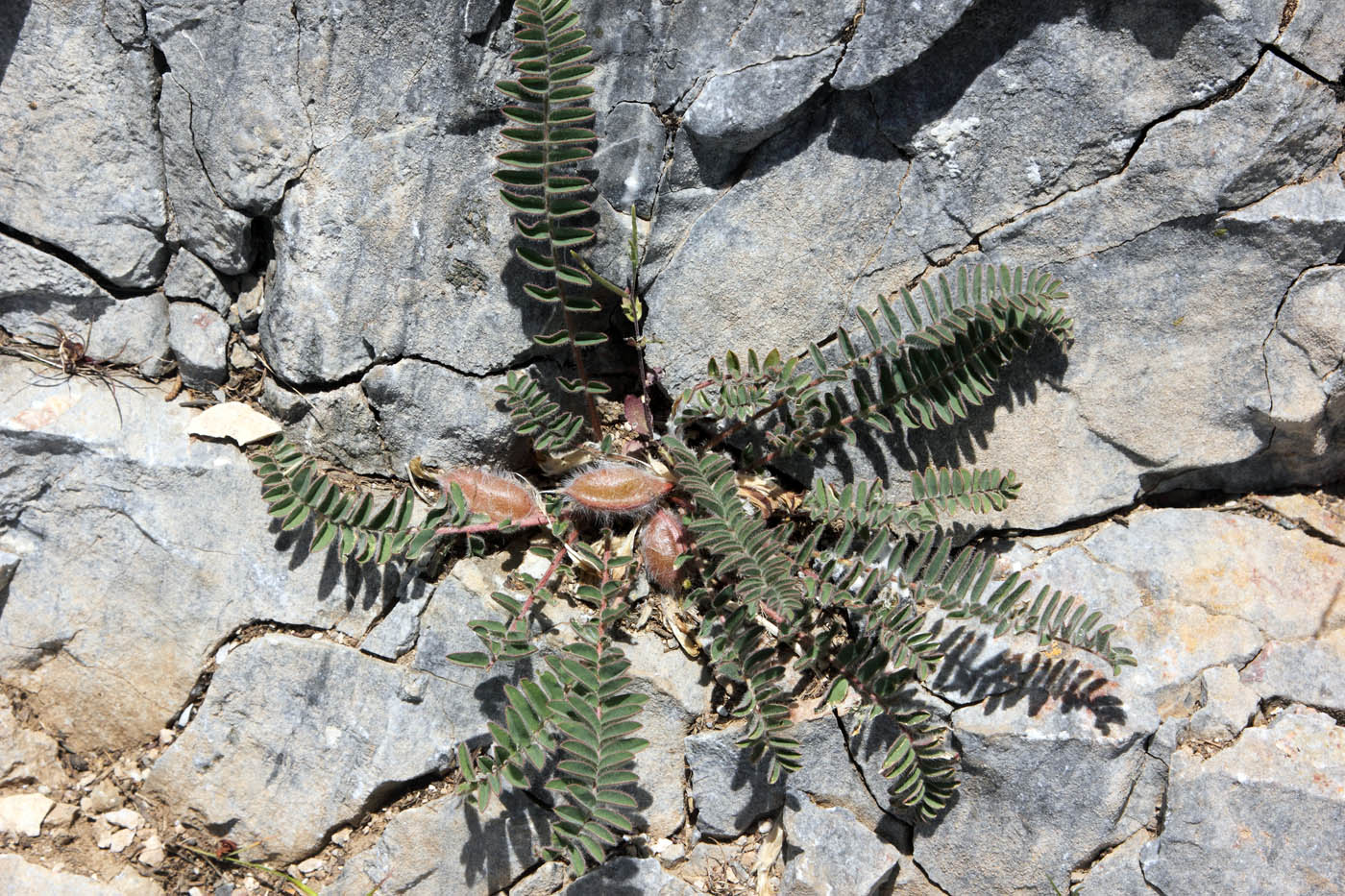 Изображение особи Astragalus atrovinosus.