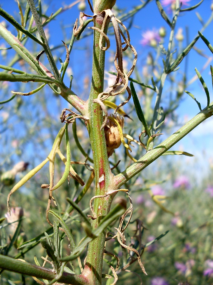 Image of Centaurea majorovii specimen.