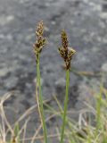 Carex glareosa