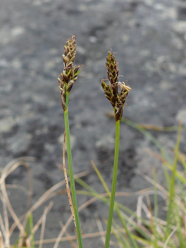 Изображение особи Carex glareosa.