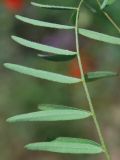 Astragalus campylotrichus. Листочки, обратная сторона. Узбекистан, г. Ташкент, Актепа Юнусабадская. 04.05.2013.