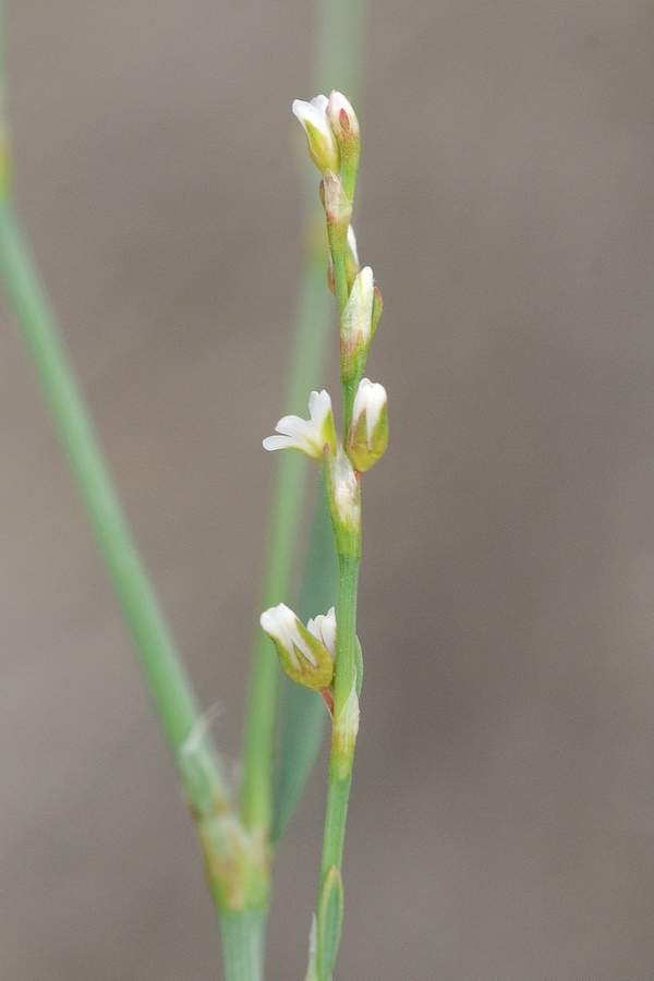 Image of Polygonum patulum specimen.
