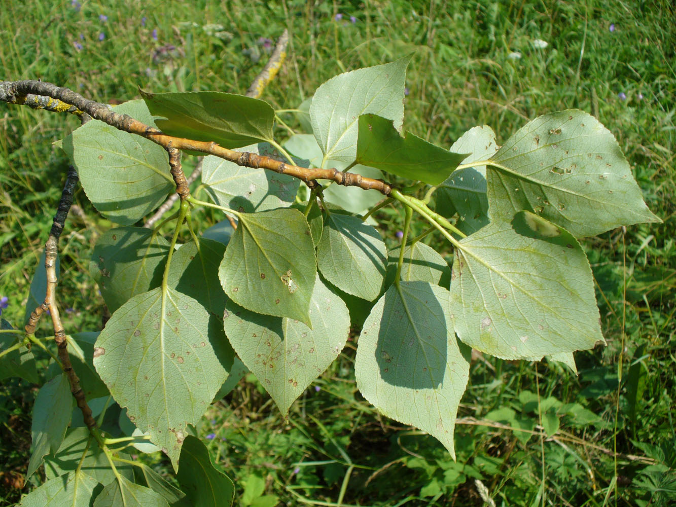 Изображение особи Populus &times; sibirica.