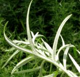 Artemisia umbrosa