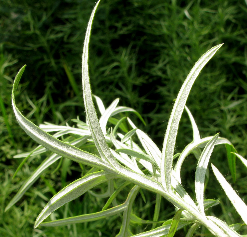 Image of Artemisia umbrosa specimen.