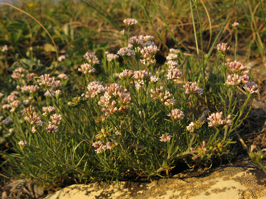 Изображение особи Asperula supina.