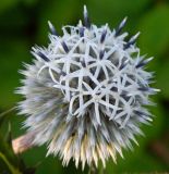 Echinops sphaerocephalus. Соцветие. Подмосковье, окр. г. Одинцово, разнотравный луг. Июль 2013 г.