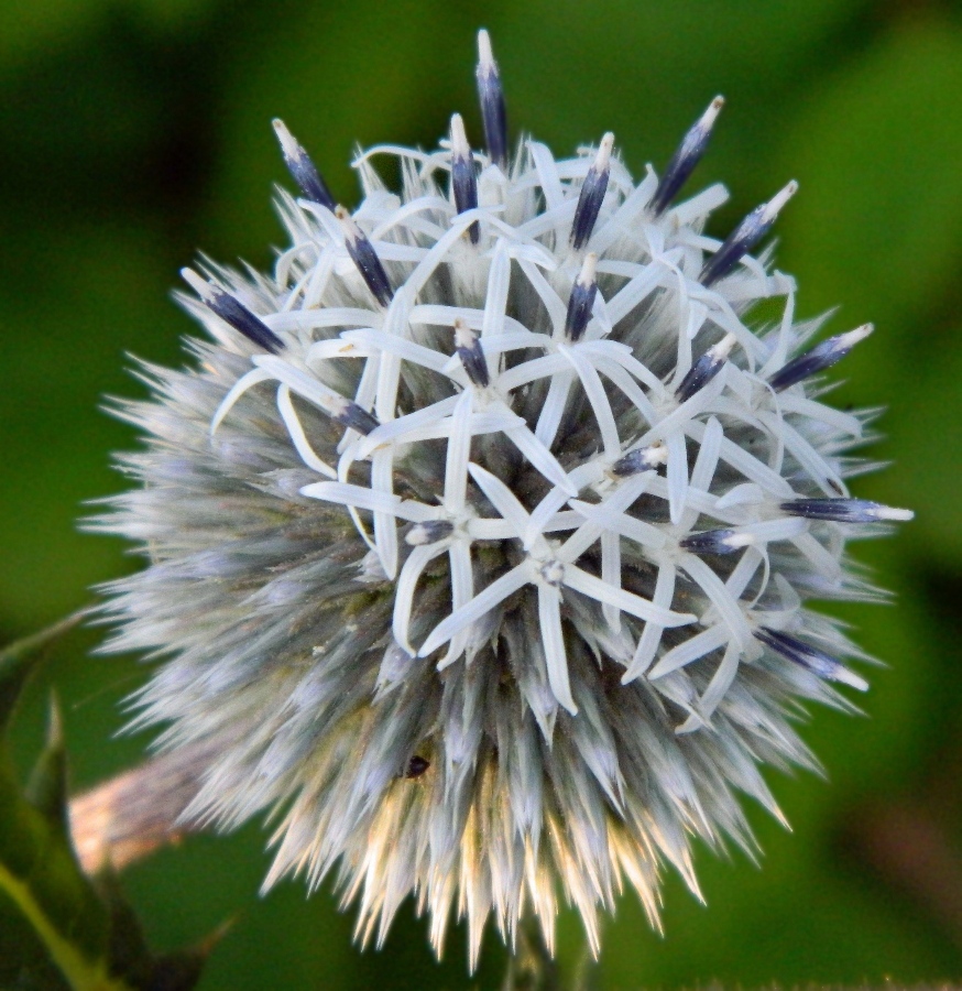 Изображение особи Echinops sphaerocephalus.