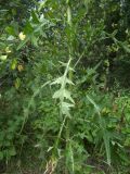 Cirsium vulgare