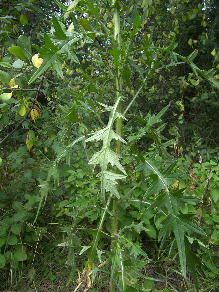 Image of Cirsium vulgare specimen.