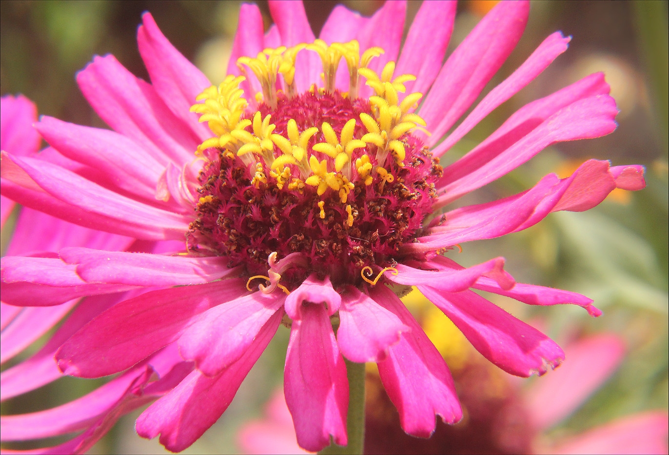 Image of Zinnia elegans specimen.