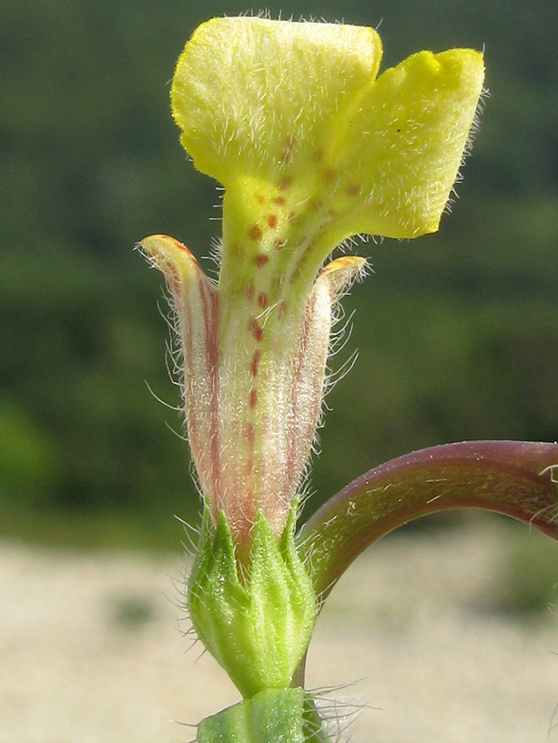 Image of Ajuga chia specimen.