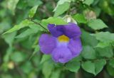 Thunbergia erecta. Верхушка побега с цветком. Таиланд, национальный парк Си Пханг-нга. 20.06.2013.