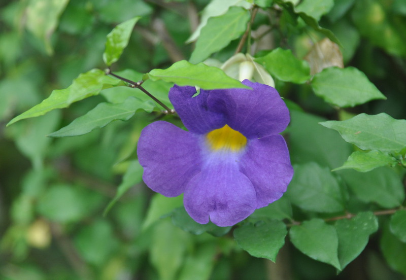 Изображение особи Thunbergia erecta.