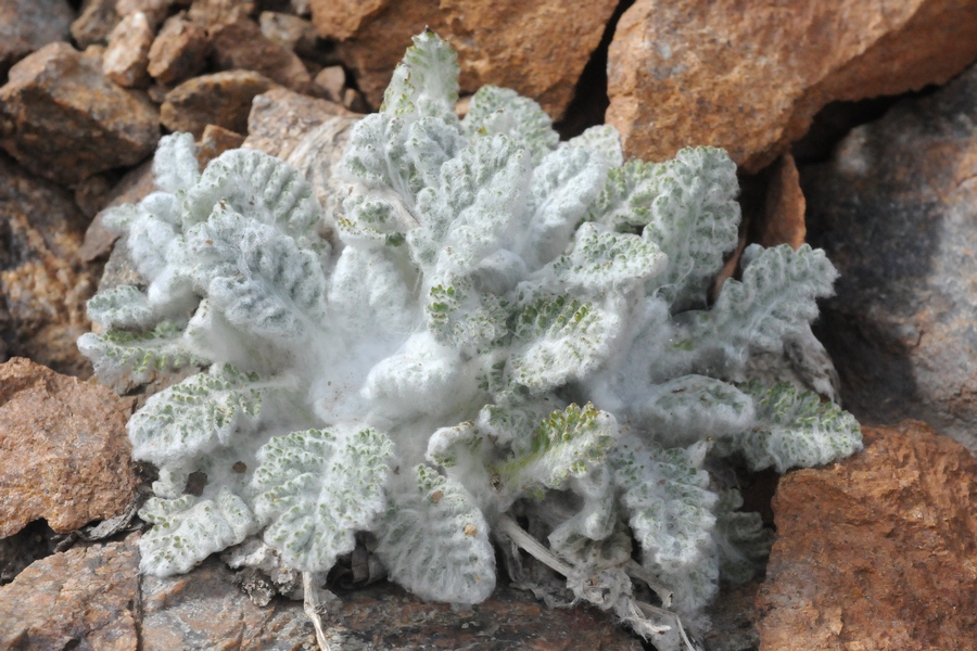 Image of Richteria leontopodium specimen.