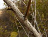 Euonymus europaeus