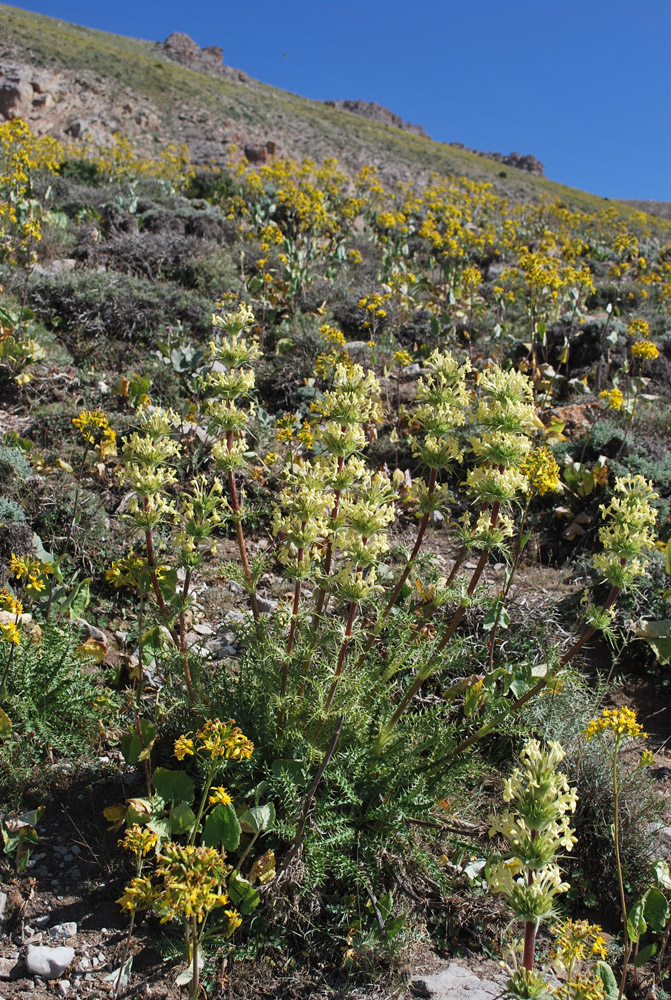 Image of Morina coulteriana specimen.
