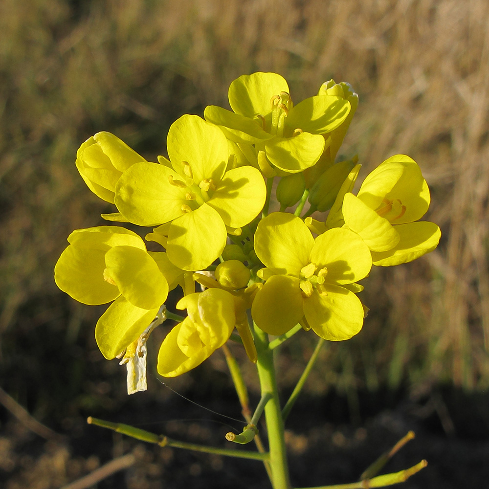 Image of Brassica campestris specimen.