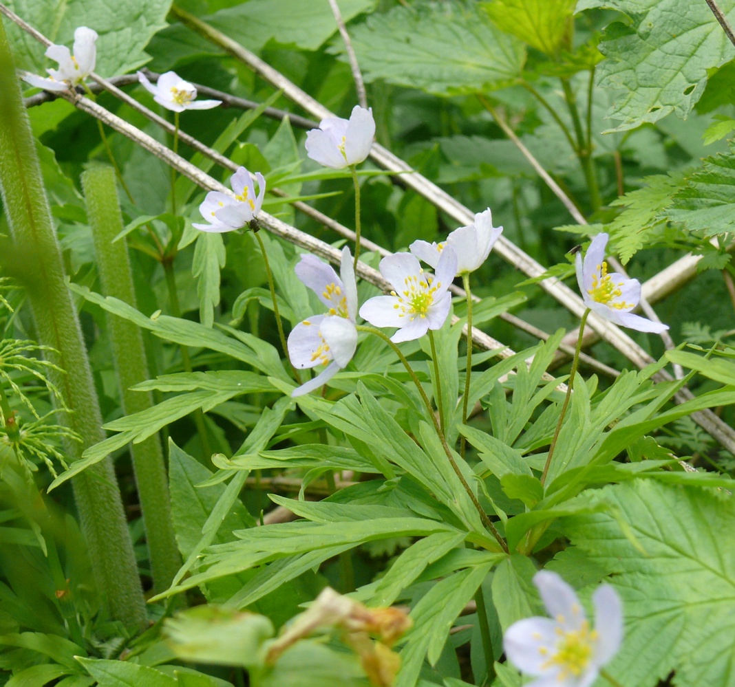 Image of Anemone caerulea specimen.