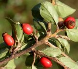 род Cotoneaster