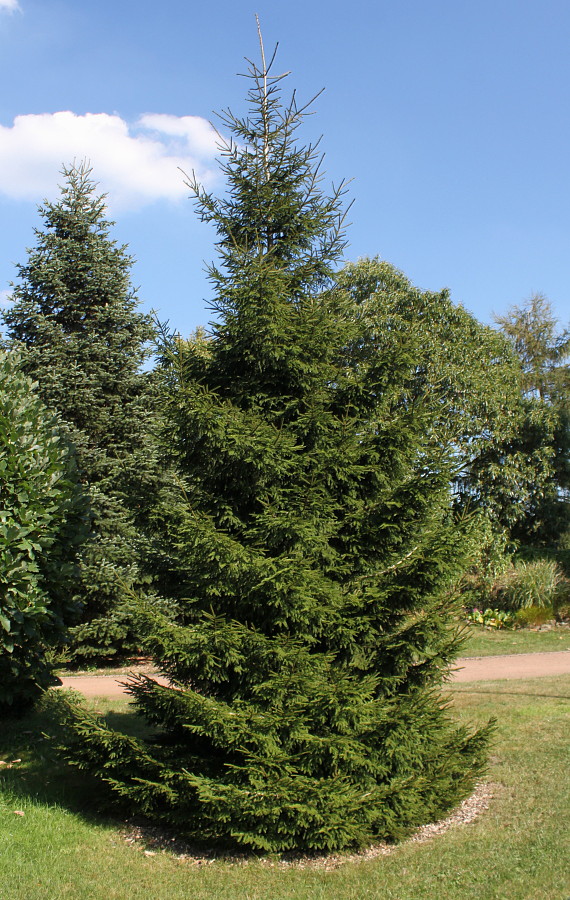 Image of genus Picea specimen.