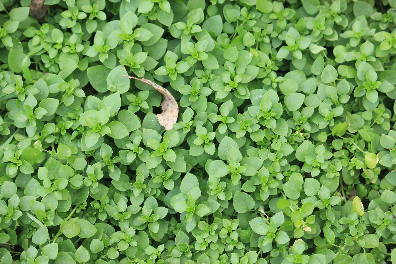 Image of Stellaria media specimen.