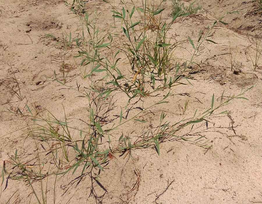 Image of Polygonum patulum specimen.