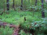 Equisetum pratense. Заросли в сосновом бору. Республика Татарстан, г. Елабуга. 02.07.2009.