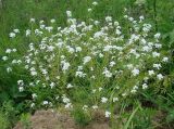Dontostemon pinnatifidus