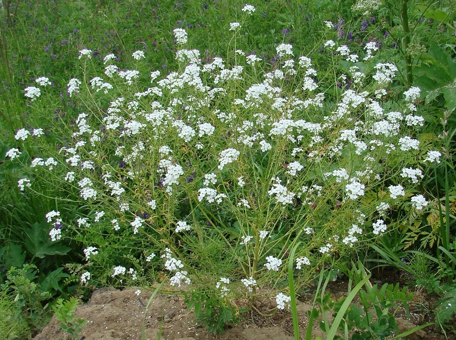 Изображение особи Dontostemon pinnatifidus.