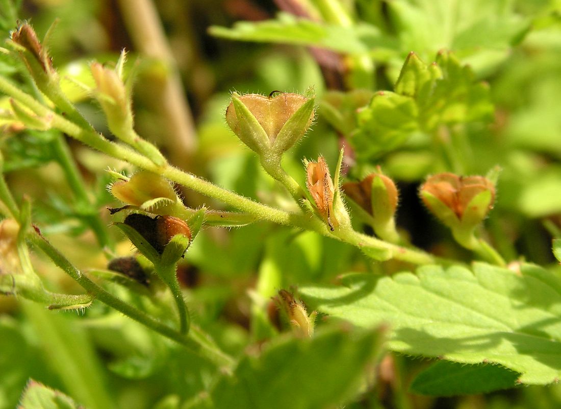 Image of Veronica chamaedrys specimen.